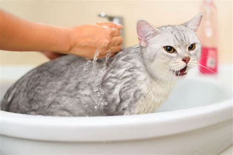 皮下脂肪を最速で落とす方法：なぜ猫は水を嫌うのか？